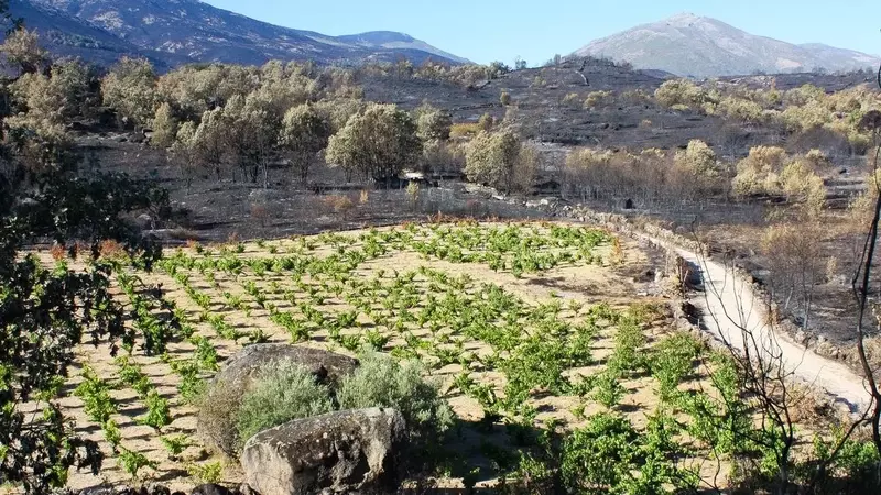 La Plataforma Gredos Vivo: Viticultura como Cortafuegos Natural contra Incendios y Abandono Rural