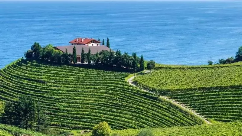 El Enigmático Origen de la Cabernet Franc: ¿Vasco-Pirenaico o Bordelés?
