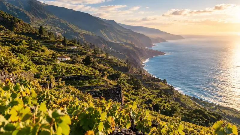 Vino de Tea: La Fusión Única entre la Vid y el Pino Canario en La Palma