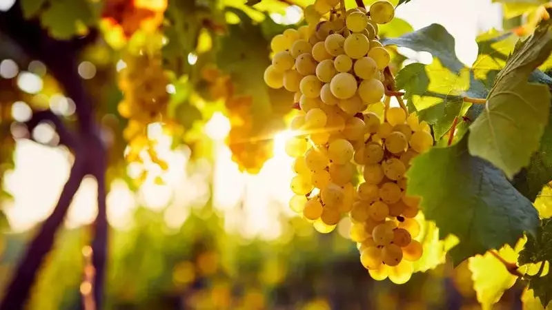 Cosecha Histórica de Uva en Galicia Supera los 80 Millones de Kilos