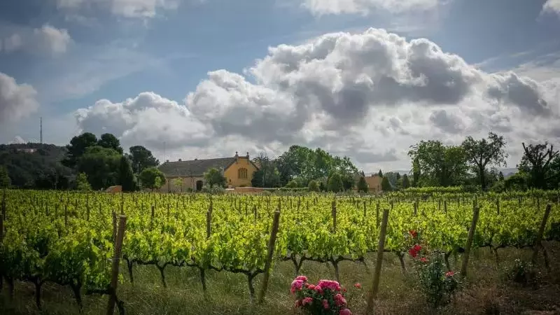 Familia Torres lanza la nueva cosecha de Mas La Plana, su icónico Cabernet Sauvignon del Penedès