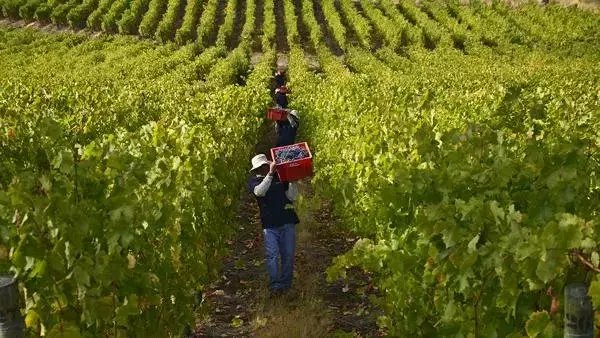 El Dilema del Viñedo Español: ¿Exceso de Producción o Necesidad de Reestructuración?