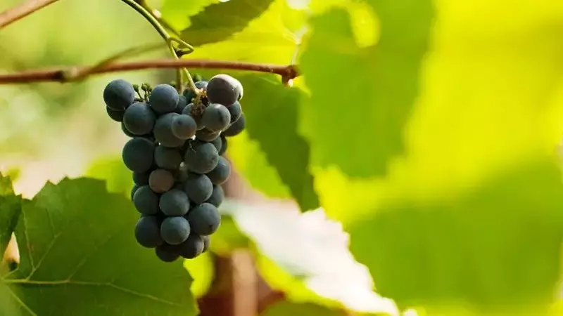 Portugal asigna 12 millones de euros para apoyar a los viticultores del Duero