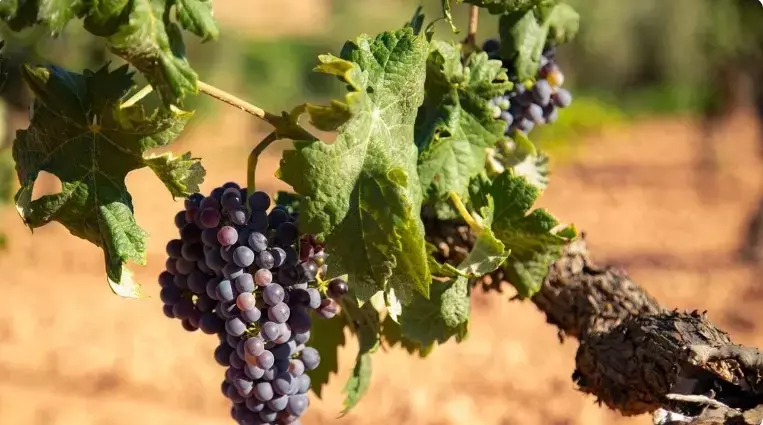 La Uva Trepat: Una Joya Mediterránea Redescubierta en la Viticultura Actual