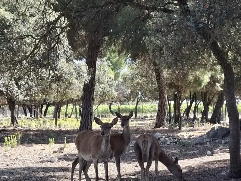 Bodegas Arzuaga: Una Fusión Perfecta de Naturaleza, Vino y Tradición en la Ribera del Duero
