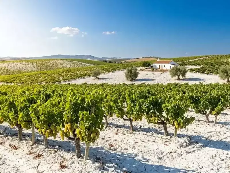 Nueva Graduación Mínima para Fino y Pale Cream en Jerez