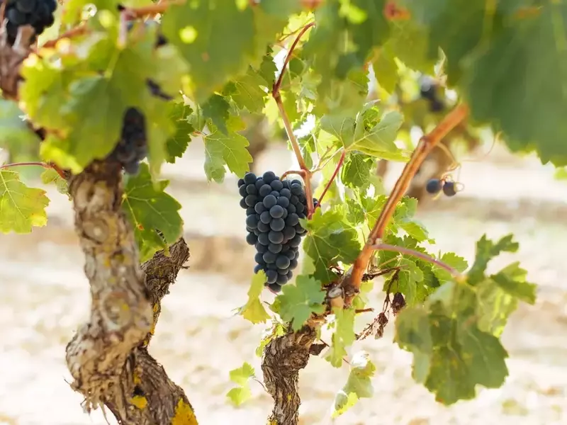 DOCa Rioja: Avance Óptimo en la Maduración de la Uva y Excelentes Condiciones Sanitarias para la Vendimia 2026
